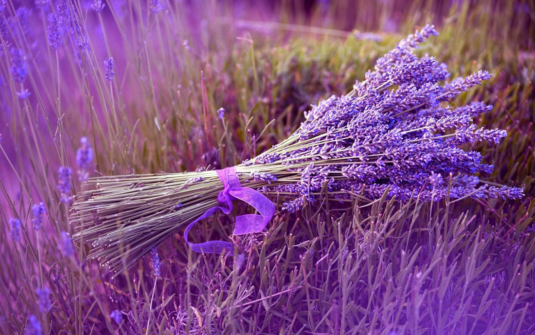 A purple ribbon tied around a bunch of fresh bright purple lavender on a field of lavender flowers